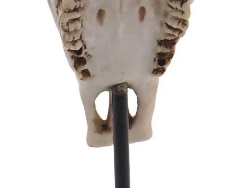 Decoratief Staand Figuur Koeienschedel Mcw-D30