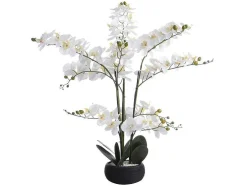 Kunstorchidee Met Pot Van Cement - H65 X B54 Cm - Wit - Tara